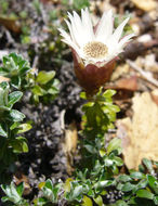 Image of Helichrysum retortoides N. E. Brown