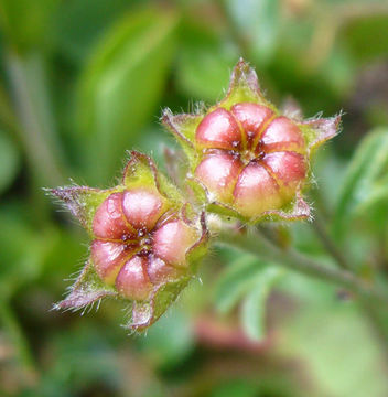 Image of dwarf checkerbloom