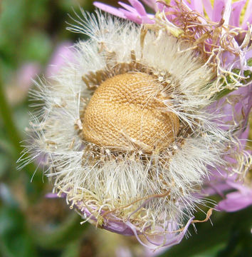 Image of Philadelphia fleabane