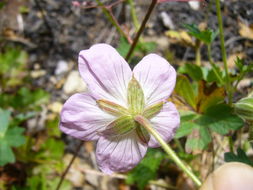 Image of California cranesbill