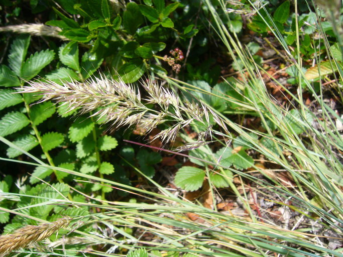 Image of leafy reedgrass