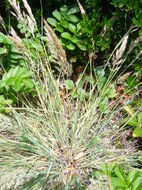 Image of leafy reedgrass