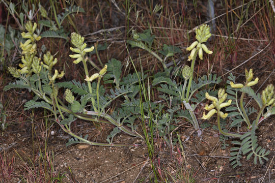 Imagem de Astragalus gibbsii Kellogg