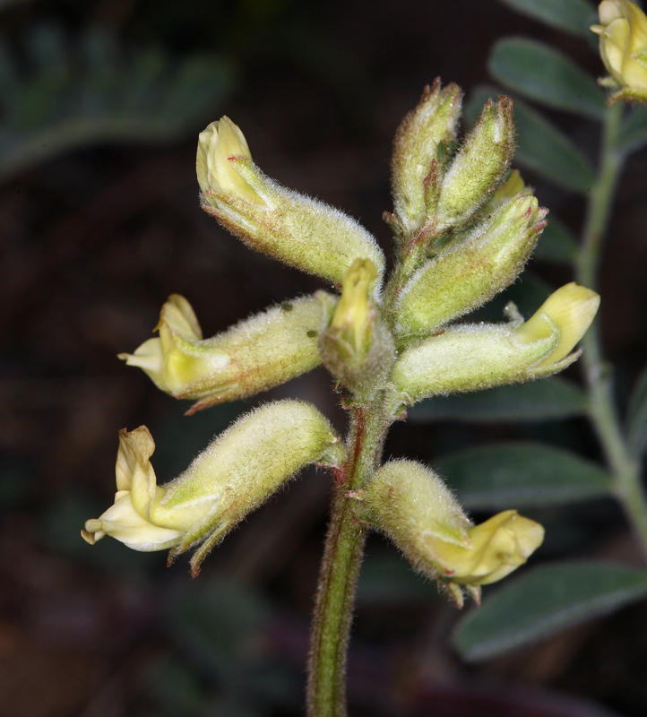 Imagem de Astragalus gibbsii Kellogg