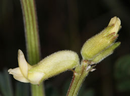 Imagem de Astragalus gibbsii Kellogg