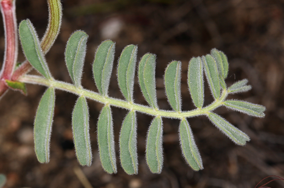 Sivun Astragalus gibbsii Kellogg kuva