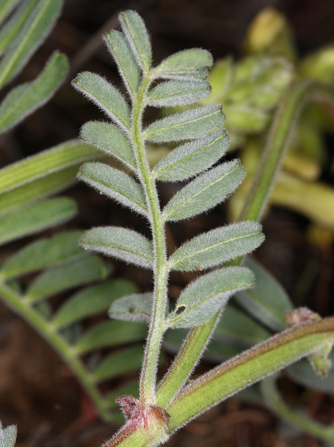 Sivun Astragalus gibbsii Kellogg kuva