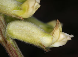 Image of Gibbs' milkvetch