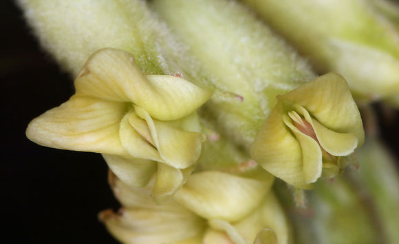 Sivun Astragalus gibbsii Kellogg kuva