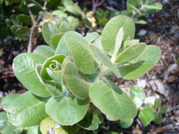 Image of Santa Rosa Island manzanita