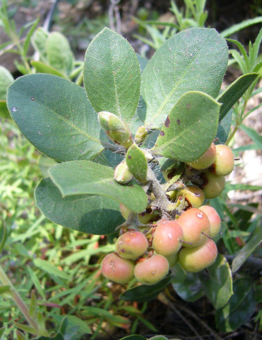 Image of Santa Rosa Island manzanita