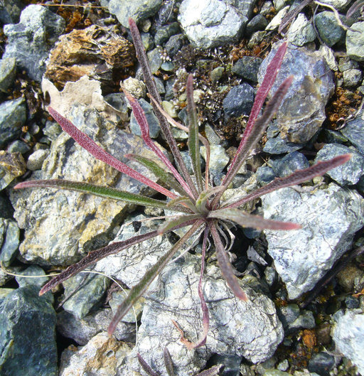 Image of sanddune wallflower