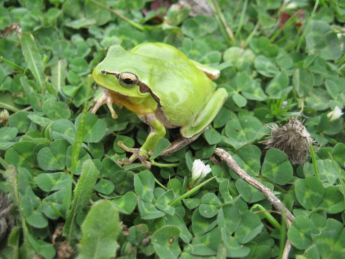 Image of Mediterranean Tree Frog