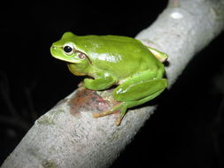 صورة Hyla meridionalis Boettger 1874