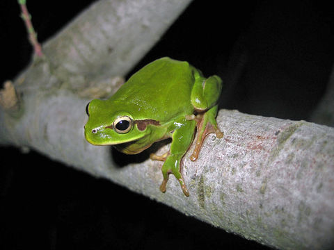 Image of Mediterranean Tree Frog