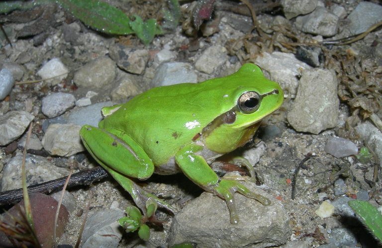 Image of Mediterranean Tree Frog