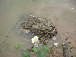 Image of Berber Toad