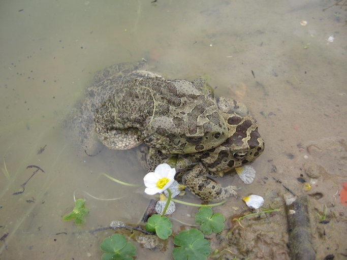 صورة Sclerophrys mauritanica (Schlegel 1841)