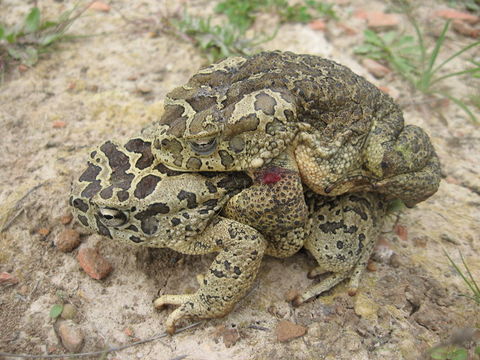 Image of Berber Toad