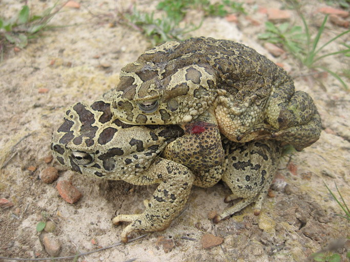 Image de Crapaud de Maurétanie