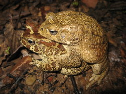 Image of Berber Toad