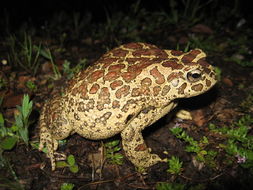 Image of Berber Toad