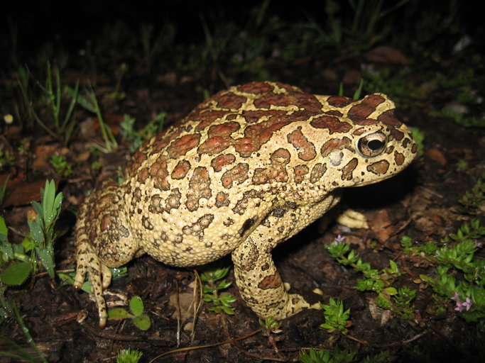 Image de Crapaud de Maurétanie