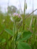 Imagem de Trifolium microcephalum Pursh