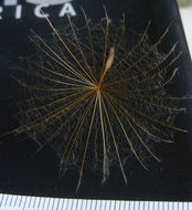 Image of salsify