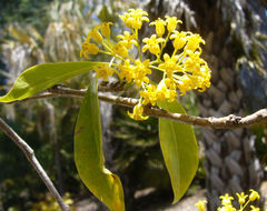 Image de Pittosporum brevicalyx (Oliv.) Gagnep.