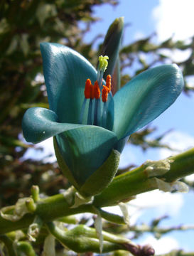 Image de <i>Puya berteroana</i>