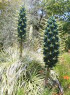 Plancia ëd <i>Puya berteroana</i>