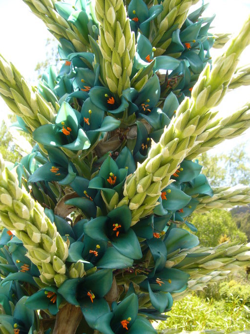 Imagem de <i>Puya berteroana</i>