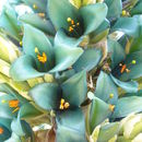 Image of Turquoise Puya
