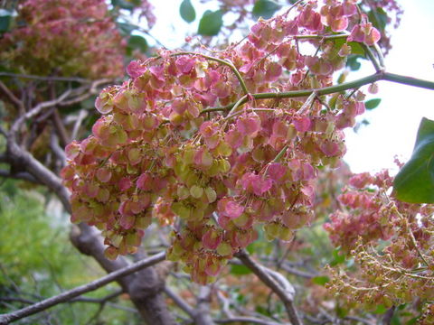 Imagem de Rumex lunaria L.