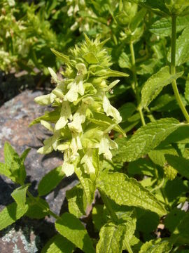 Слика од Stachys menthifolia Vis.