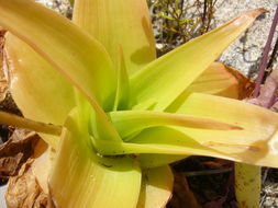 Imagem de Bulbine latifolia (L. fil.) Spreng.