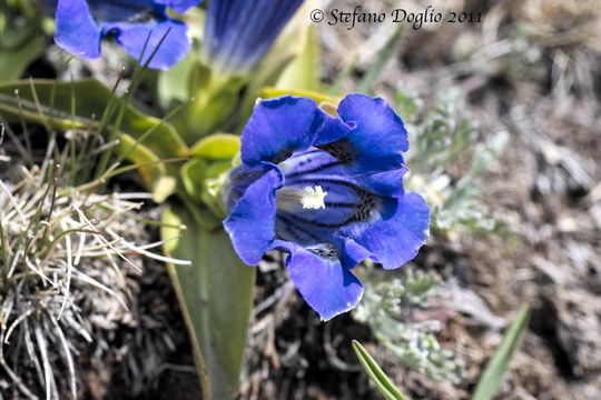 Image of Stemless Gentian