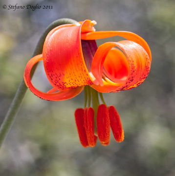 Image of Lilium pomponium L.