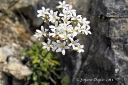 Sivun Saxifraga callosa Sm. kuva