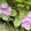 Image of Primula hirsuta All.