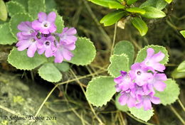 Image of Primula hirsuta All.