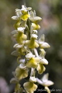 Sivun Orchis pallens L. kuva