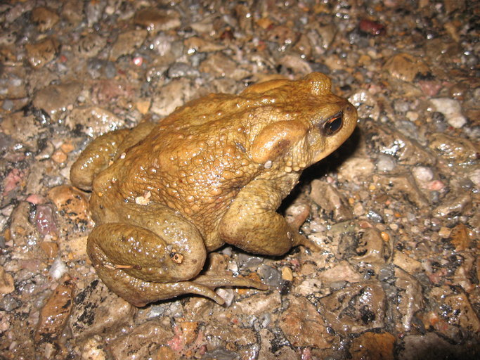 Image of Spiny Common Toad