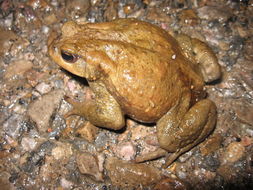 Image of Spiny Common Toad