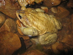 Image of Spiny Common Toad