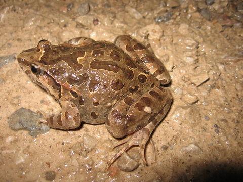 Image of Painted Frog