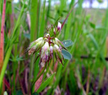 Слика од Trifolium ciliolatum Benth.