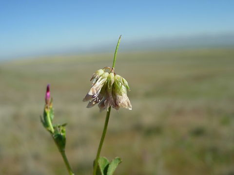 Image de Trifolium gracilentum Torr. & A. Gray