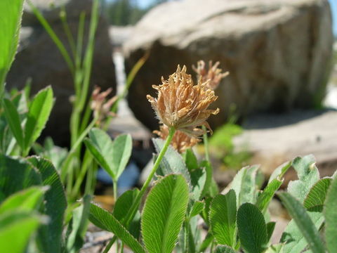 Image of longstalk clover